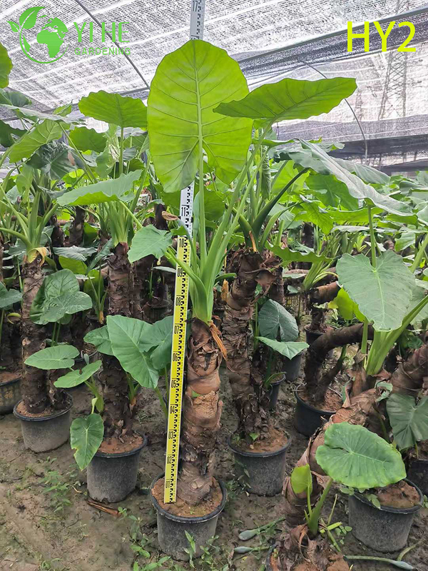 Large - Leafed Tropical Alocasia Potted Plant - Evergreen Indoor & Outdoor Decor Greenery