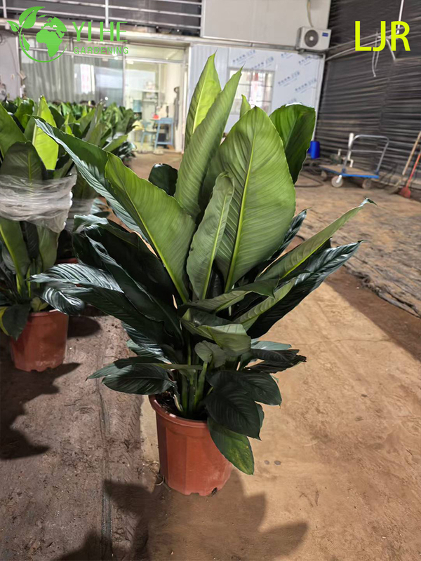 Large - Leaf Evergreen Spathiphyllum floribundum for Indoor Air Purification Plant