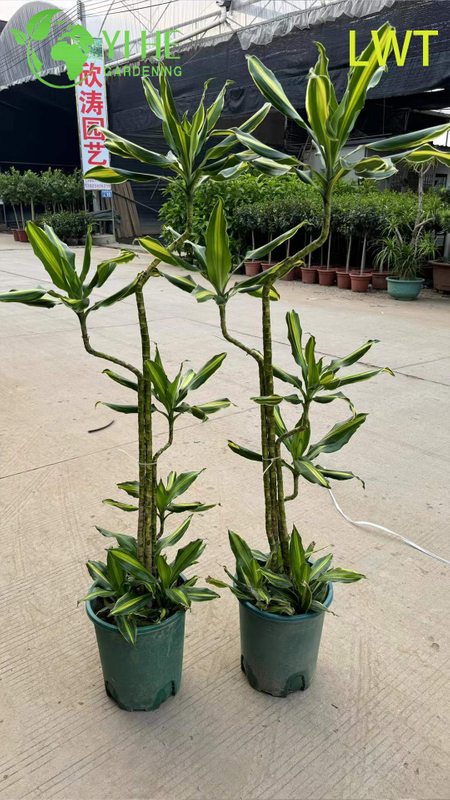 Evergreen Variegated Dracaena Deremensis Compacta Gold for Indoor Decor Plant