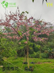 variedade Árvore em flor de cerejeira (1).png