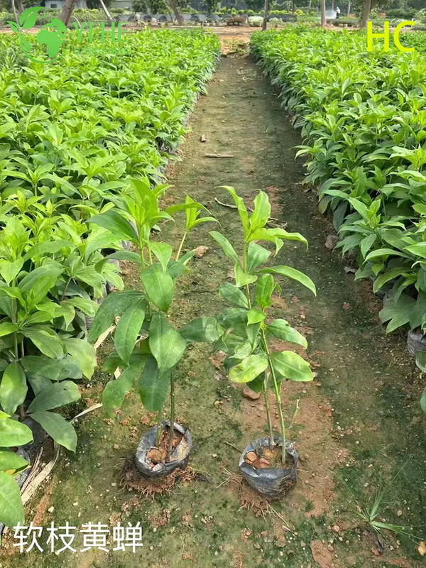 Wholesale Export Yellow Oleander Ornamental Flowering Shrub Premium Quality