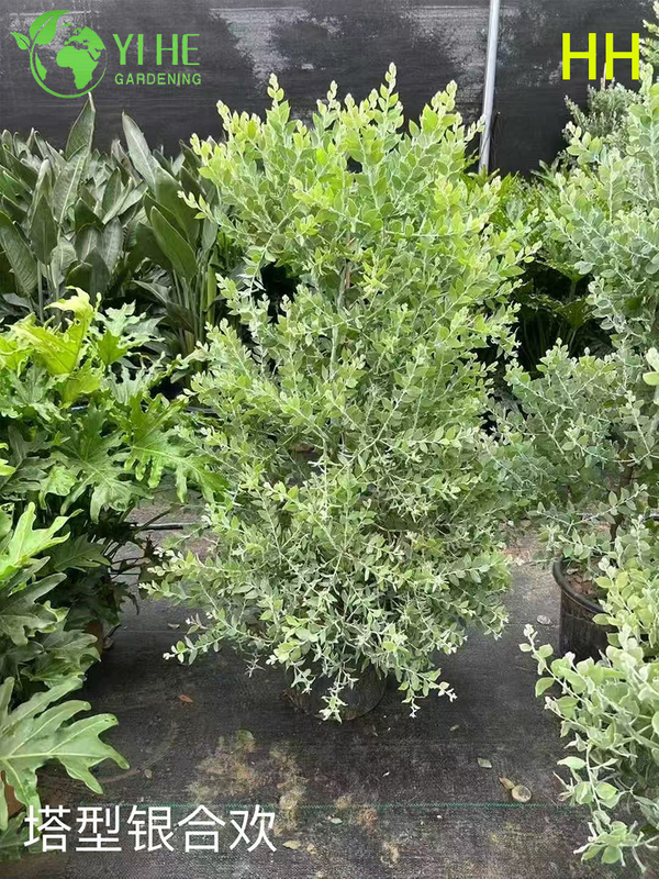 Wholesale Export Quality Albizia Julibrissin Ornamental Flowering Tree