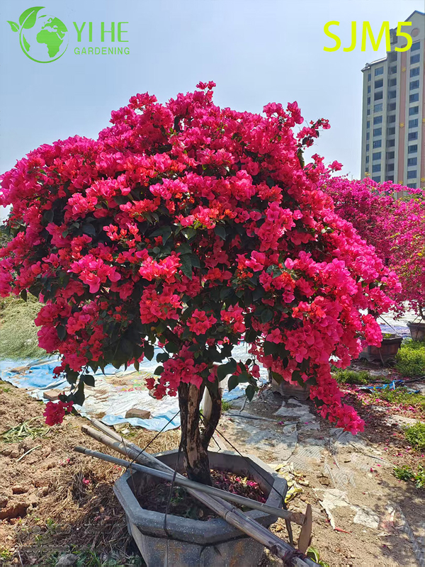 Wholesale Multi-Grafted Bougainvillea Tree Rainbow Specimen Plant Bonsai