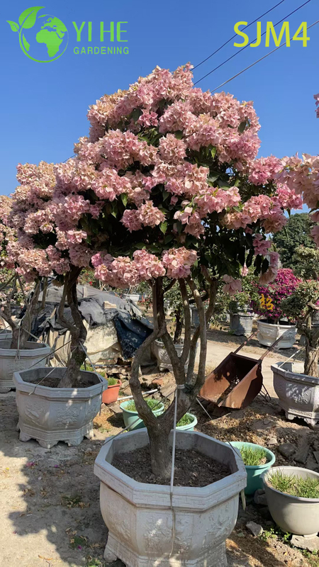 Wholesale Artistic Bougainvillea Bonsai Tree Living Garden Sculpture Bonsai
