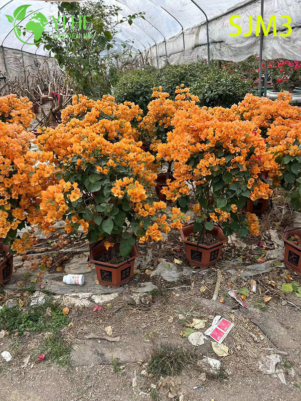 Wholesale Large Bougainvillea Specimen Tree for Outdoor Landscape Bonsai