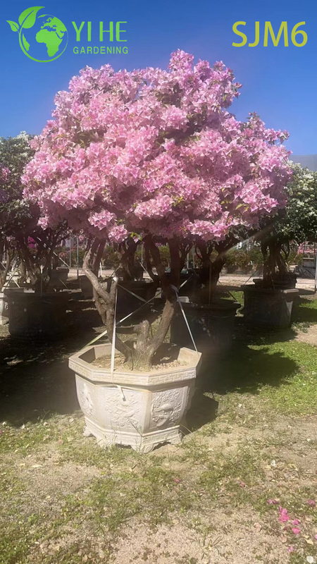Wholesale Columnar Bougainvillea Topiary Tree Architectural Garden Plant Bonsai