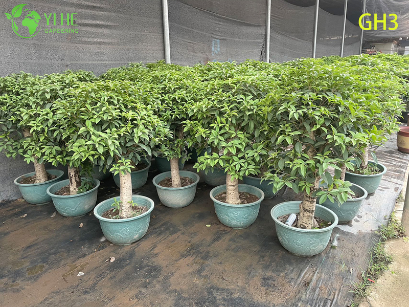 Potted Globular - shaped Osmanthus Fragrans Bonsai Tree