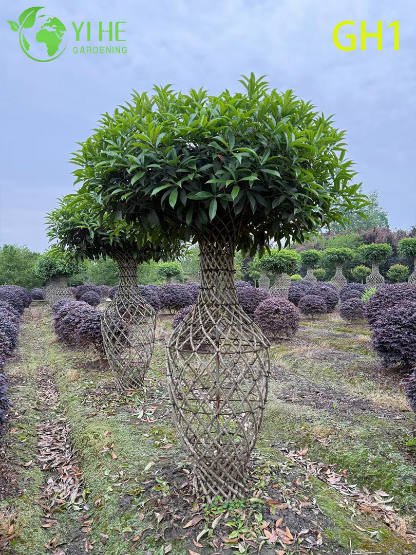 Ornamental Vase - Shaped Osmanthus Fragrans Tree, Mature Decorative Outdoor Plant