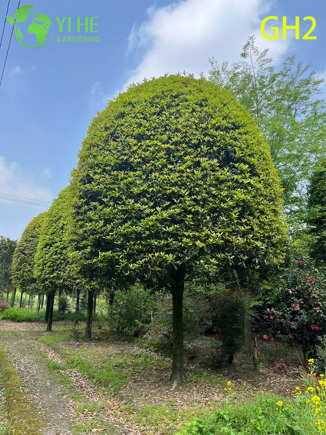 كروية - شجرة زينة أوسمانثوس العطرية الناضجة