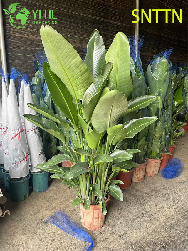 Large - Leaf Indoor Strelitzia Nicolai for Tropical Decor Plant