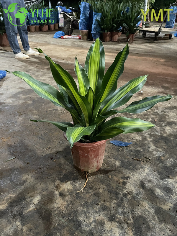Tall Evergreen Draceana arborea for Indoor Decoration Plant