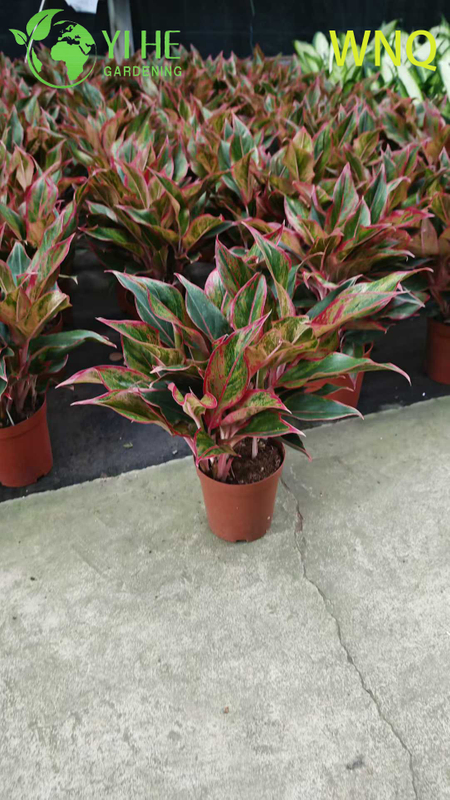 Variegated Evergreen Dieffenbachia sp. for Indoor Decor Plant