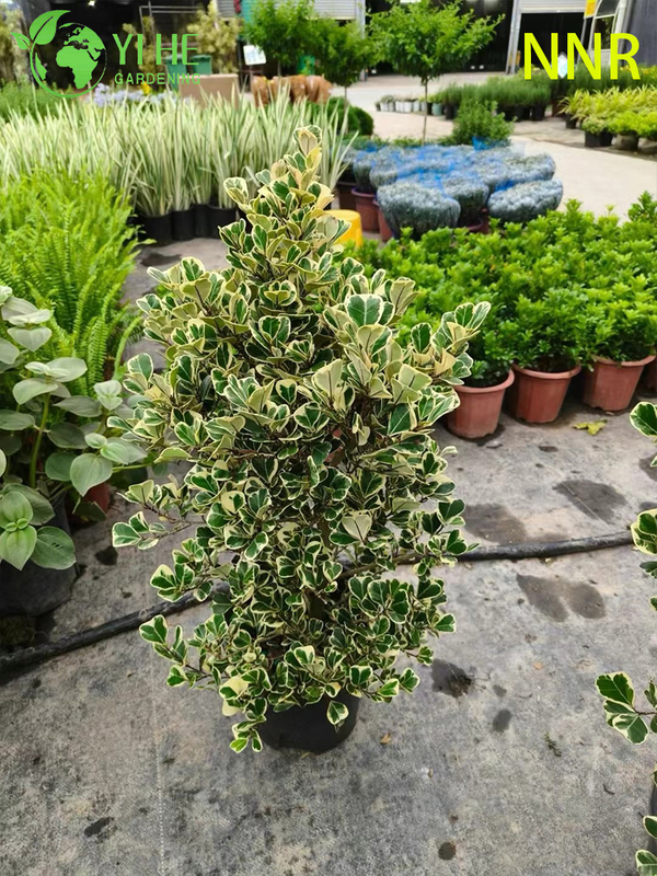 Indoor Milk Fig Ficus Altissima Foliage Potted Decorative Green Plants