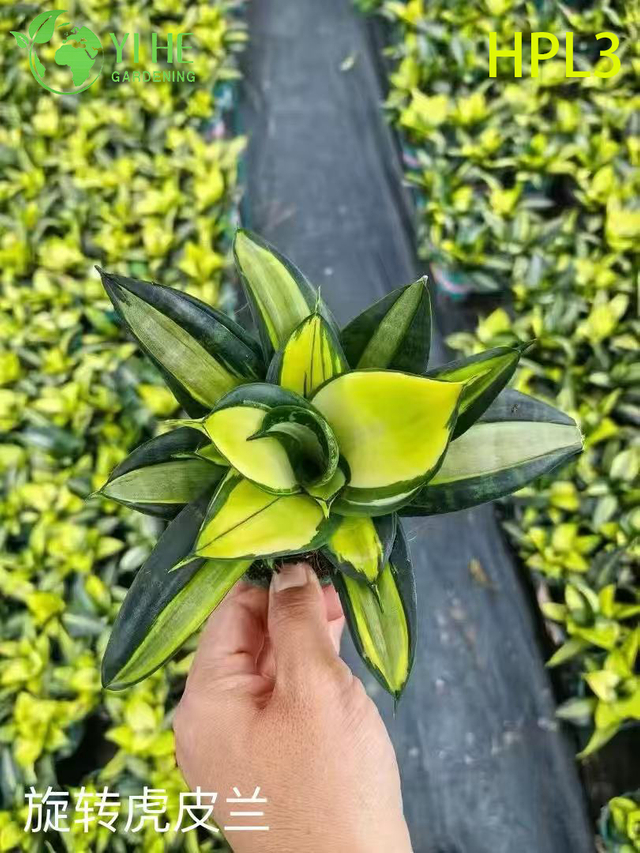 Live Sansevieria Cylindrica African Spear Indoor Succulent Plant