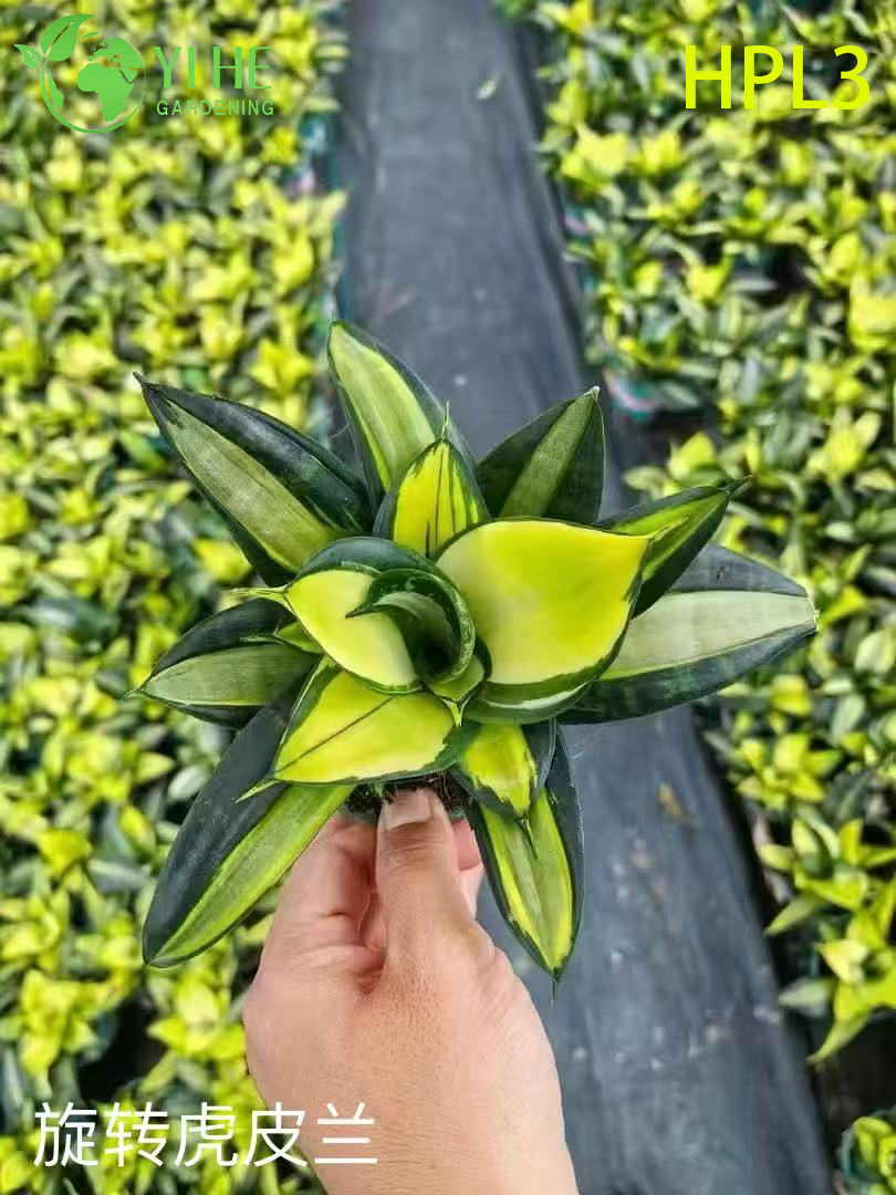 Live Sansevieria Cylindrica African Spear Indoor Succulent Plant