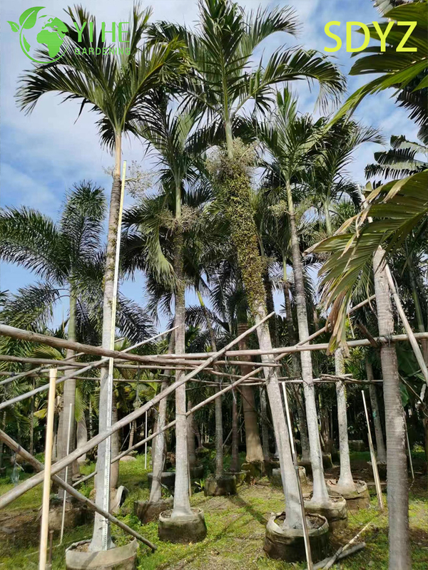 Wholesale Christmas Palm (Adonidia Merrillii) - Evergreen Ornamental Palms
