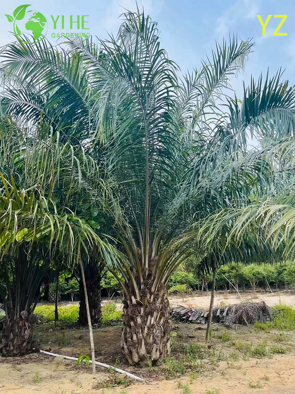 Wholesale Oil Palm (Elaeis Guineensis) - High-Yield Evergreen Palms
