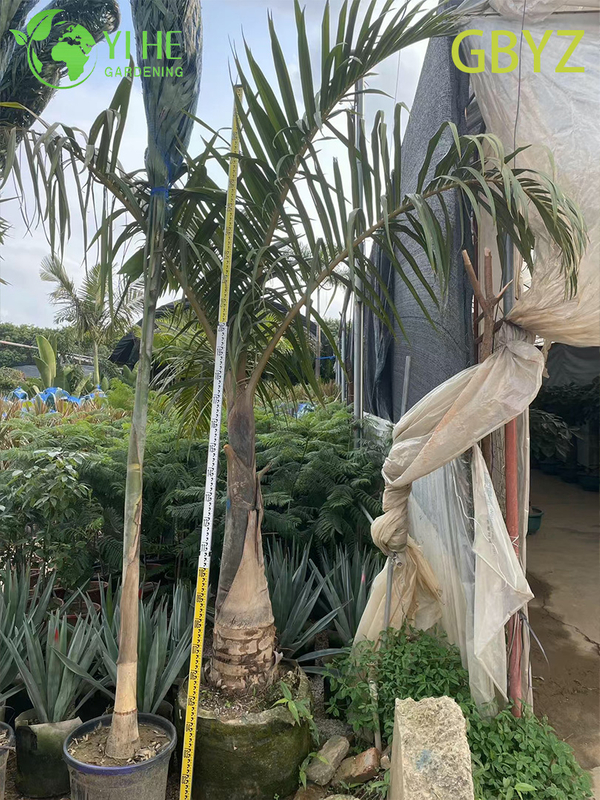 Wholesale Spindle Palm (Hyophorbe Verschaffeltii) - Slender Evergreen Palms