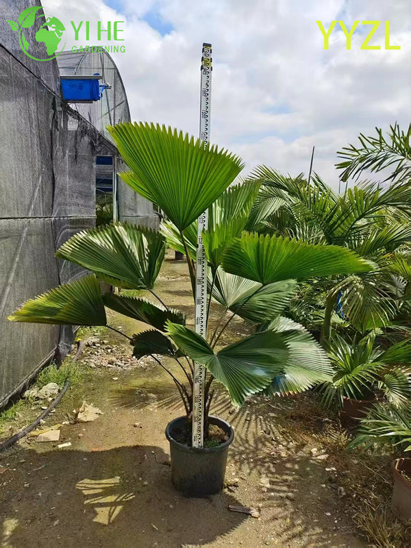 Wholesale Round-Leaf Livistona (Livistona Rotundifolia) - Evergreen Ornamental Palms