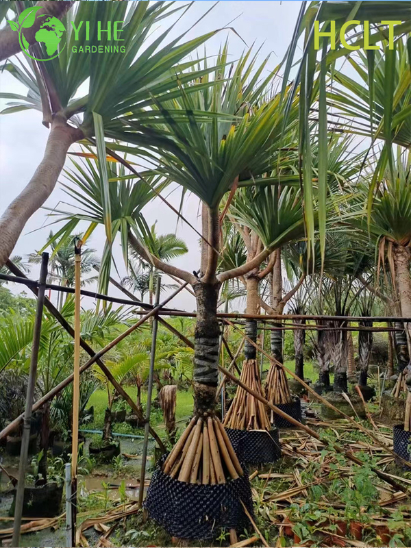 Wholesale Red-Spine Screwpine (Pandanus Utilis) - Hardy Evergreen Shrubs