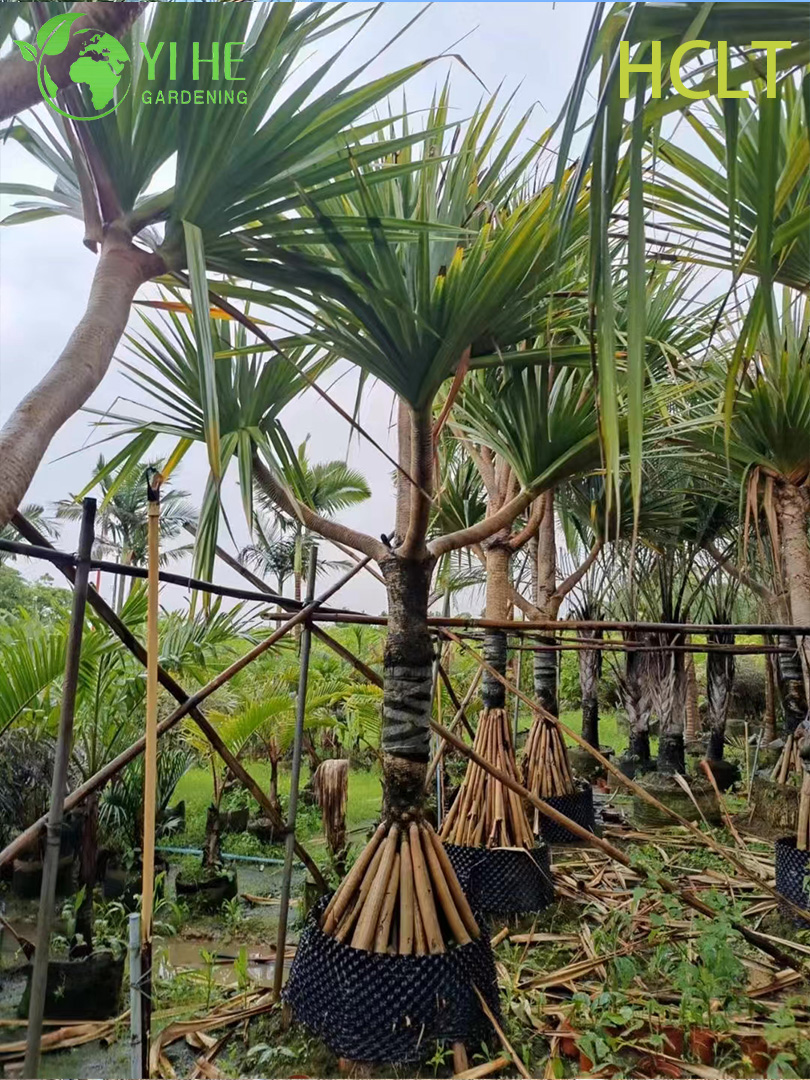 Wholesale Red-Spine Screwpine (Pandanus Utilis) - Hardy Evergreen Shrubs