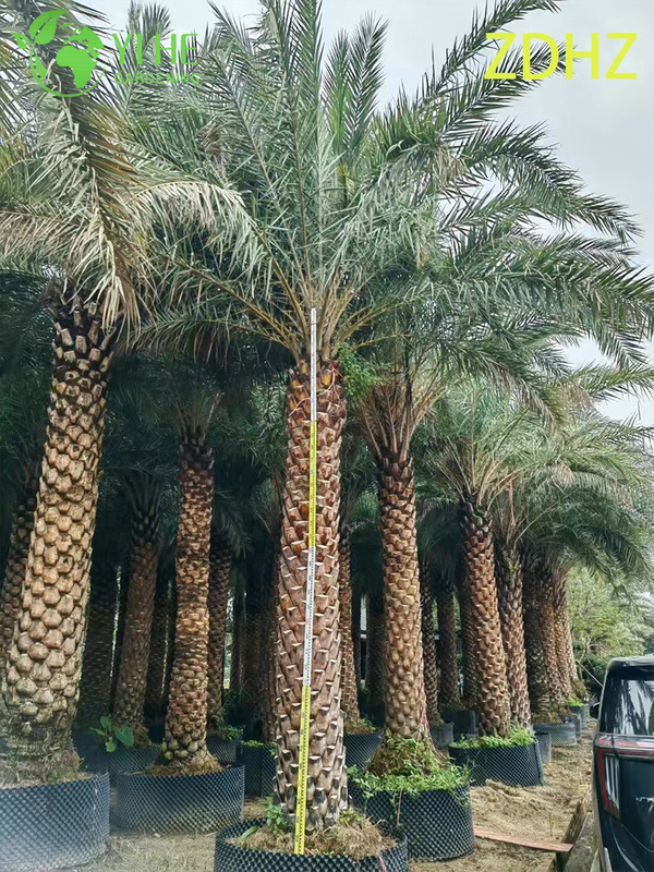 Wholesale Medjool Date Palm (Phoenix Dactylifera) - Tall Hardy Palms