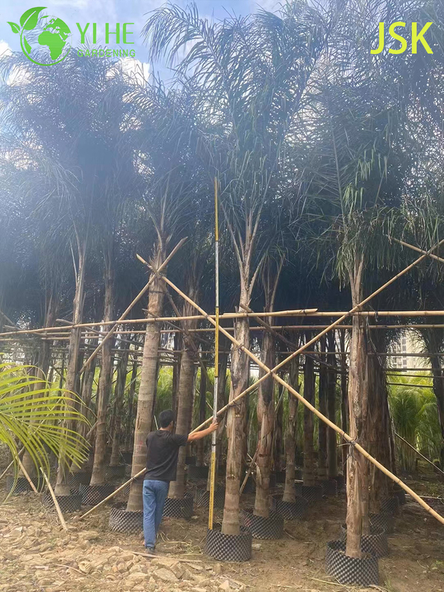 Wholesale Golden Feather Palm (Syagrus Romanzoffiana) - Evergreen Ornamental Palms