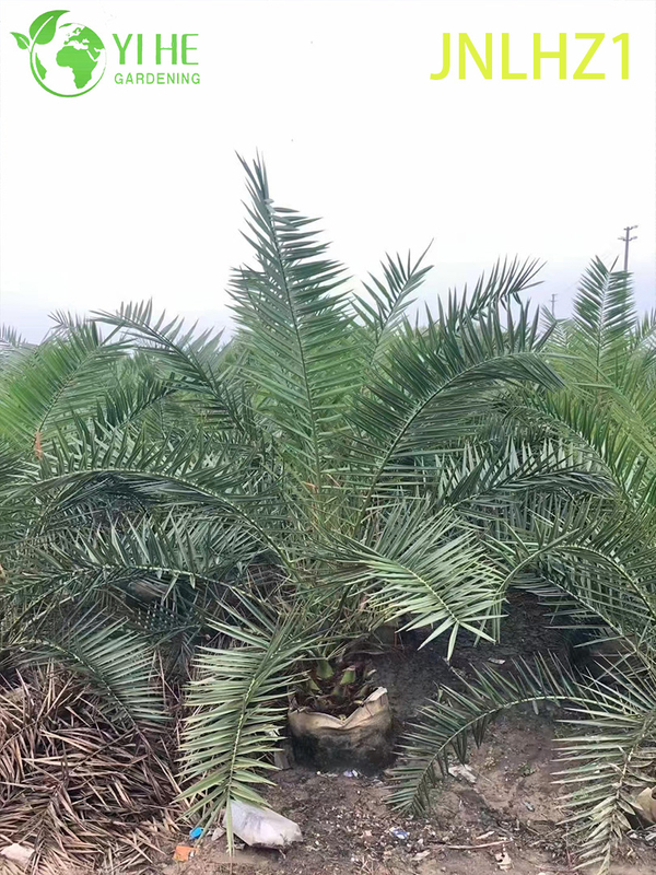 Wholesale Canary Island Date Palm (Phoenix Canariensis) - Large Hardy Palms