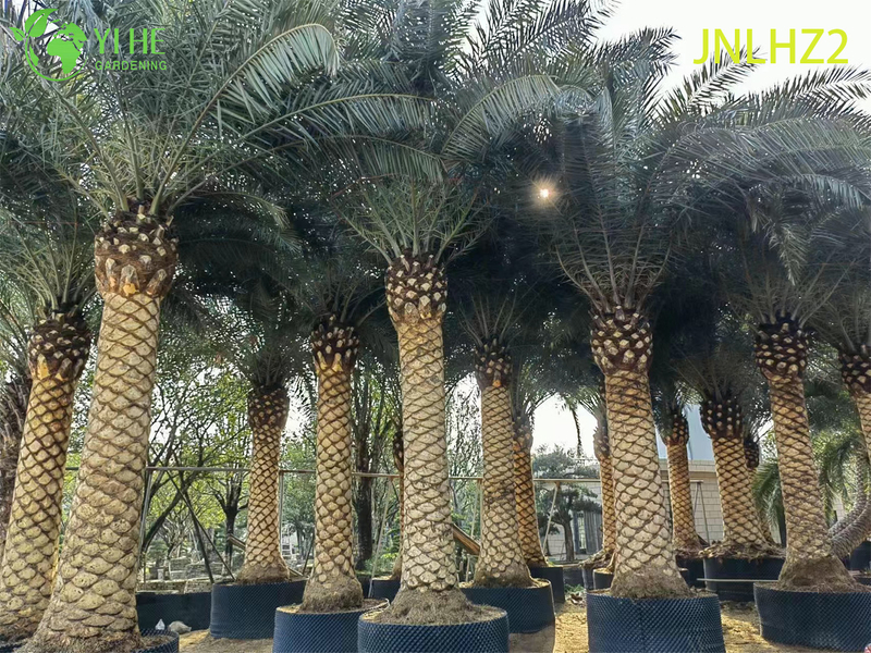Wholesale Canary Island Date Palm (Phoenix Canariensis) - Large Salt-Tolerant Hardy Palms