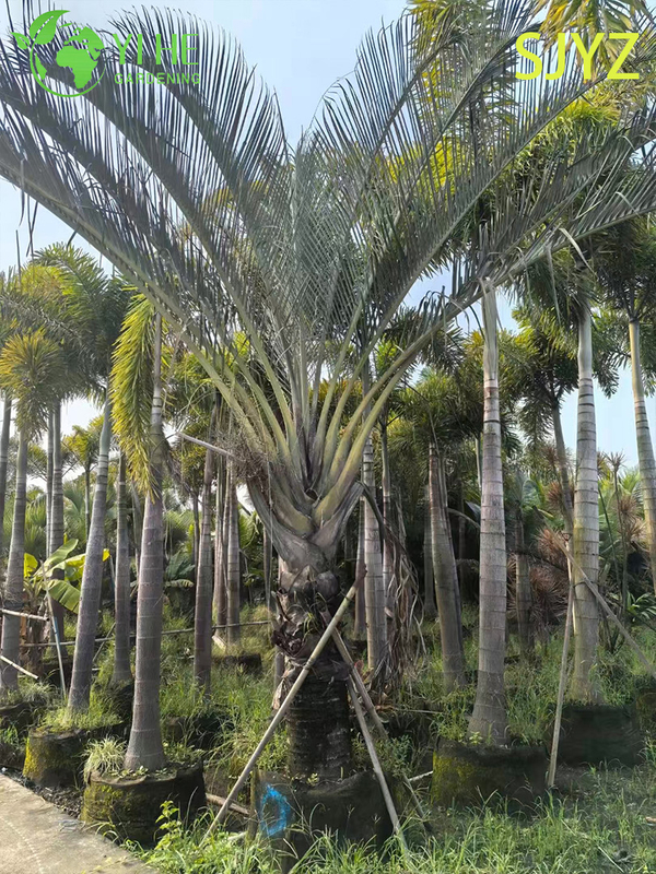 Wholesale Triangular Palm (Dypsis Decaryi) - Evergreen Ornamental Palms