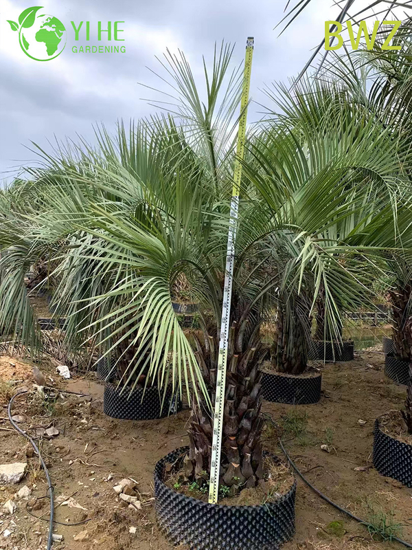 Wholesale Cold-Hardy Butia Capitata (Pindo Palm) - Evergreen Outdoor Palms