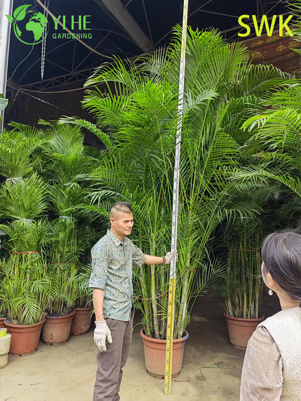 Chrysalidocarpus Lutescens Tropical Evergreen Palm for Indoor Outdoor Decor Plant