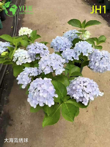 Wholesale Chrysanthemum Potted Plants for Indoor Outdoor Seasonal Floral Decor