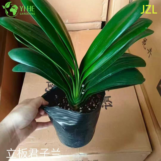 Wholesale Clivia Miniata Potted Plants for Indoor Evergreen Flowering Decor