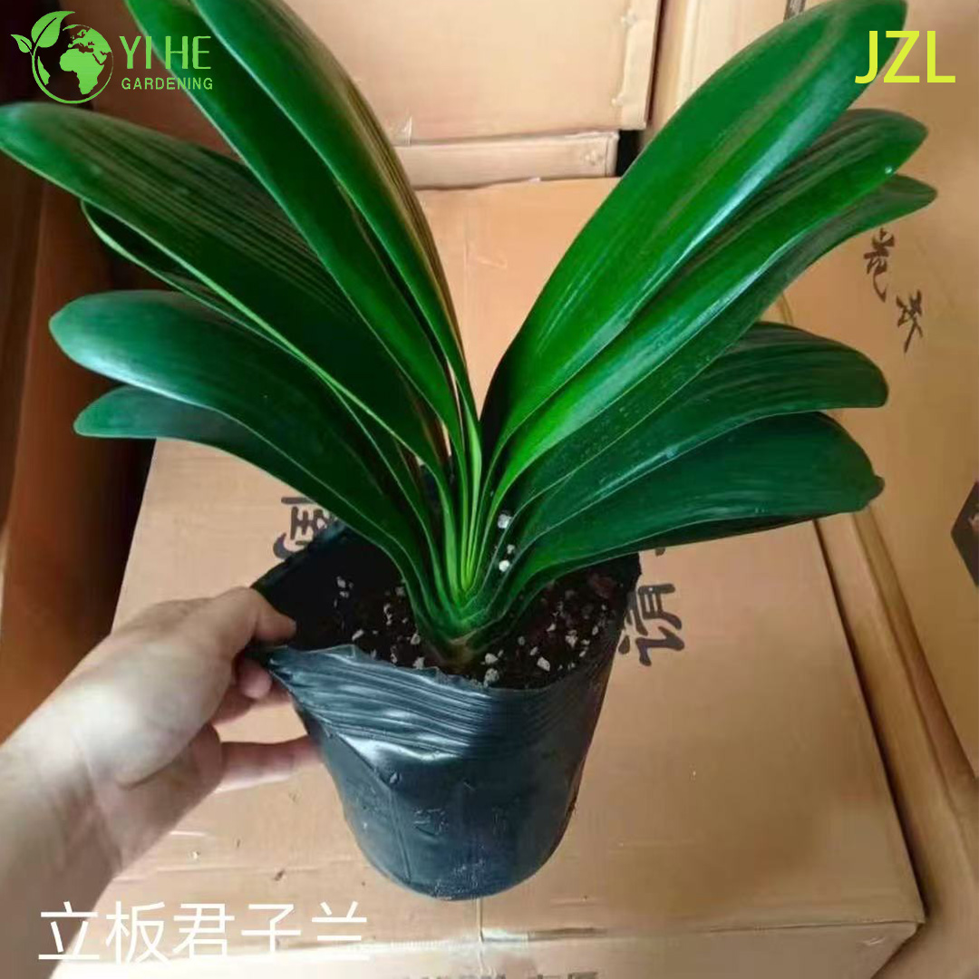 Wholesale Clivia Miniata Potted Plants for Indoor Evergreen Flowering Decor