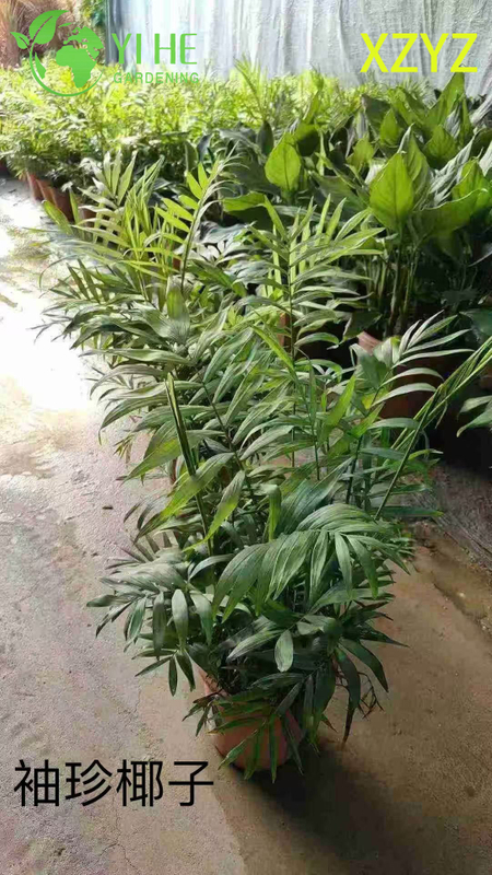 Wholesale Chamaedorea Elegans Potted Plants for Indoor Compact Tropical Foliage Decor