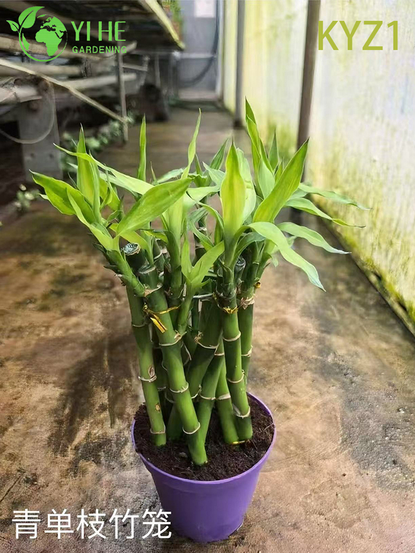 Wholesale Lucky Bamboo Dracaena Potted Plants for Indoor Decor & Gifting