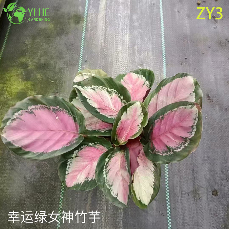 Exotic Calathea Plants for Wholesale - Tropical Foliage Houseplant & Garden Decor