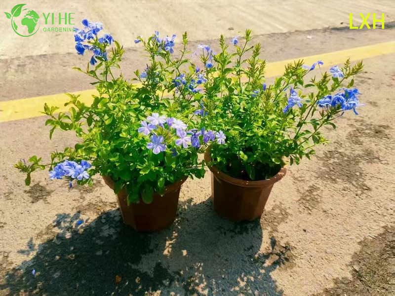 Wholesale Plumbago Auriculata Potted Plants for Outdoor Tropical Blue Flower Decor