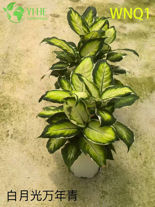Wholesale Aglaonema Potted Plants for Indoor Evergreen Air-Purifying Decor