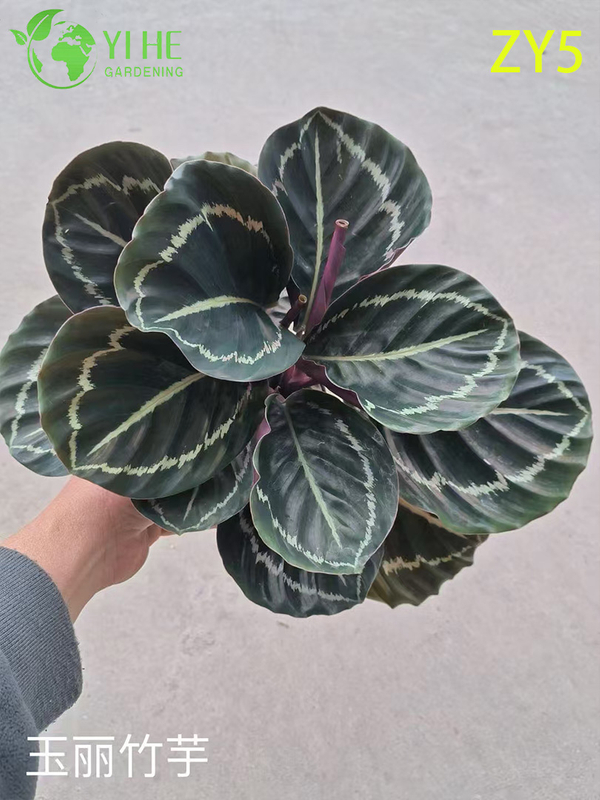 Premium Wholesale Calathea Plants - Tropical Foliage for Indoor/Outdoor Decoration