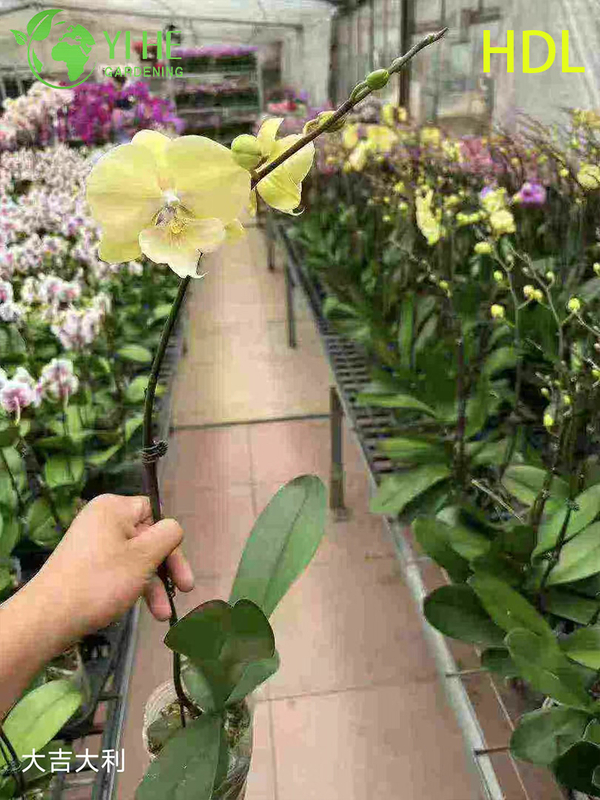 Wholesale Phalaenopsis Orchid Potted Plants for Indoor Floral Decoration & Gifting