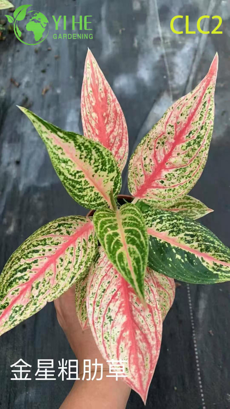 High-Quality Variegated Aglaonema Plants for Wholesale Export