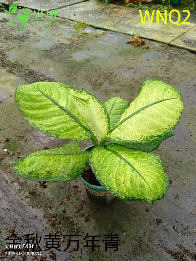 Wholesale Aglaonema Plants - Hardy Tropical Foliage for Indoor Decoration