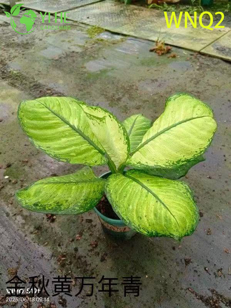 Wholesale Aglaonema Plants - Hardy Tropical Foliage for Indoor Decoration