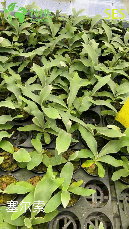 Wholesale Philodendron 'Celsos' Potted Plants for Indoor Tropical Foliage Decor