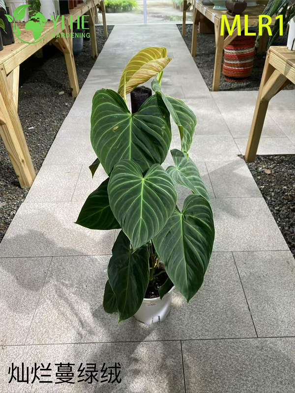 Wholesale Philodendron Selloum Potted Plants for Indoor Tropical Large Foliage Decor