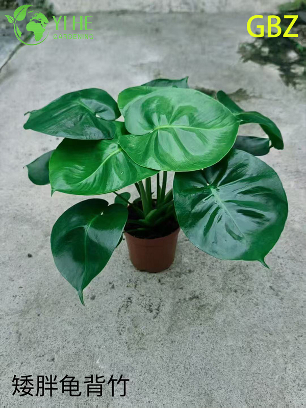 Wholesale Monstera Deliciosa Potted Plants for Indoor Large Foliage Decor