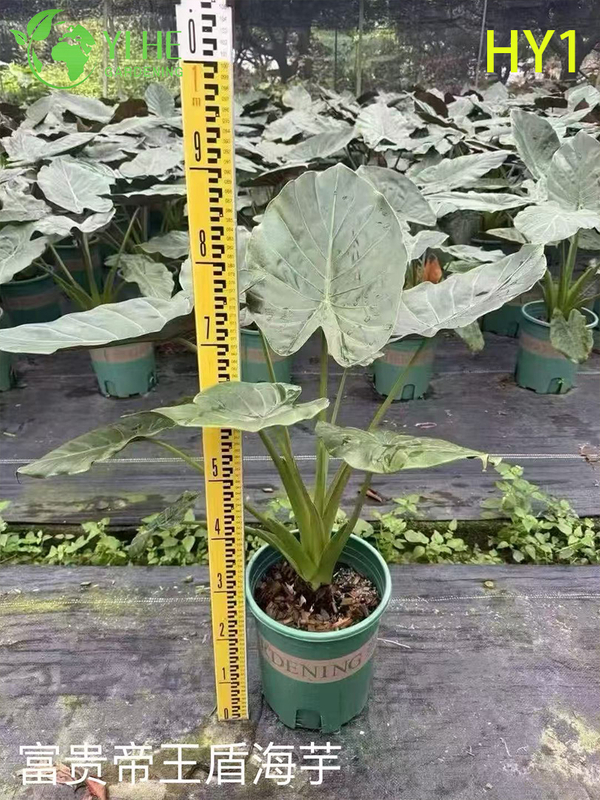 Wholesale Alocasia Potted Plants for Indoor Tropical Large Foliage Decor