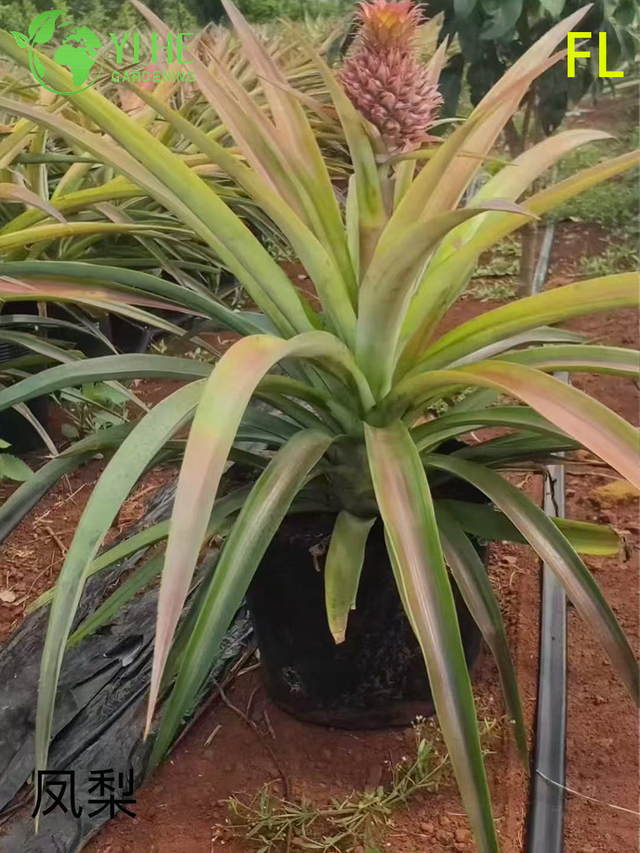 Wholesale Bromeliad Pineapple Potted Plants for Indoor Tropical Flower Decor